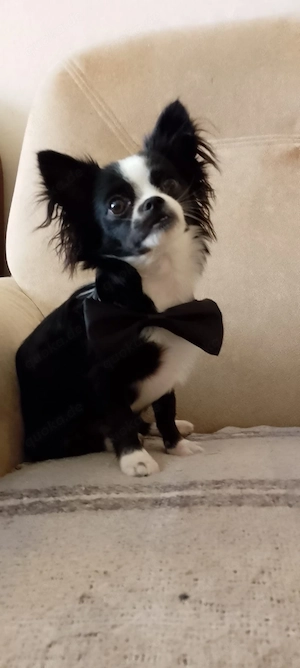 keiner mix hund 25cm 
