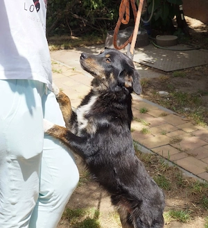 Zoli sucht sein für immer zuhause 