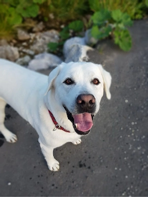 suche ein labrador (Mix) 