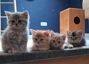 4 BKH Kitten suchen liebevolles Zuhause