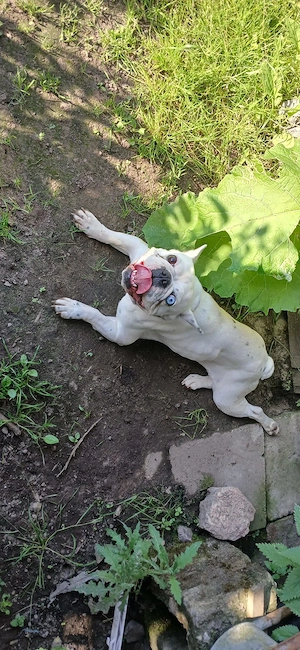 Französische Bulldogge 