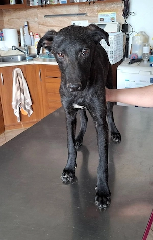    Stormy sucht ein Zuhause mit Herz   