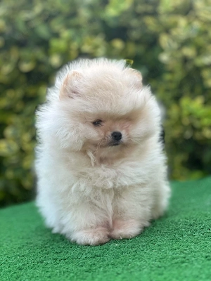 Pomeranian,Zwergspitz