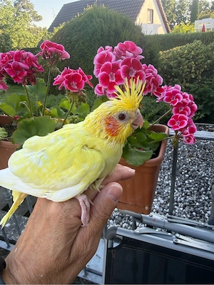 nymphensittich