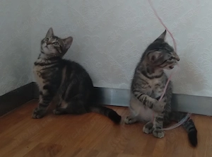Wunderschöne Kitten suchen ein liebevolles Zuhause