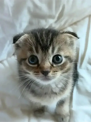 Katzenbabys 