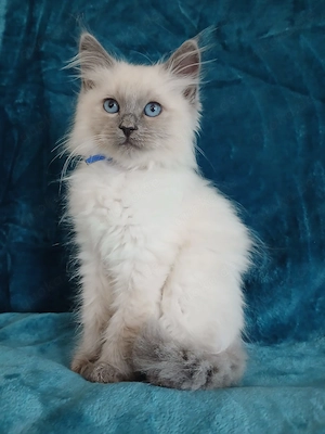 5 Ragdoll Kitten suchen ihr neues Zuhause   sofort auszugsbereit