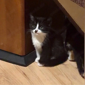 Süße Kitten abzugeben! ab sofort