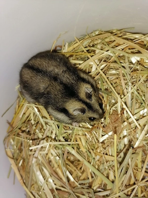 Hamster Zwerghamster 