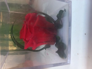 Nie sterbende Rose. 