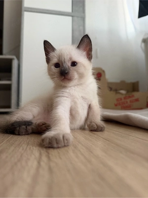 Siam babylatzen 