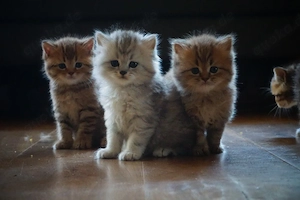BKH Kitten