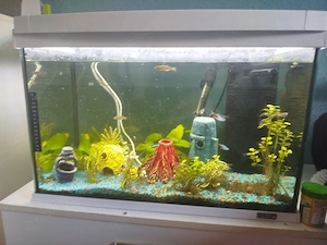 60L aquarium inkl. fische und Zubehör 