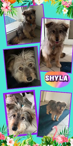 sensible, hübsche, junge, mit Artgenossen sehr verträgliche Hündin "Shyla" sucht ein Zuhause