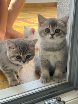 5 Wunderschöne BKH Kitten suchen ab Anfang Juli ein liebevolles Zuhause 