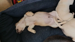 süße Chihuahua Welpen 