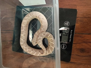 0.1 Hakennasennatter (Heterodon nasicus)