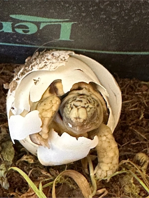 Pantherschildkröte Babys somalia  babcocki  Bild 5
