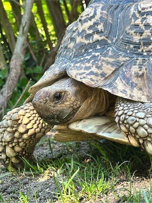 Pantherschildkröte Babys somalia  babcocki  Bild 6