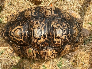 Pantherschildkröte Babys somalia  babcocki  Bild 3