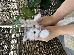 7 zauberhafte Maine-Coon-Kitten mit Stammbaum suchen ihr liebevolles Zuhause