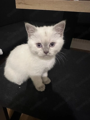 BKH Kitten