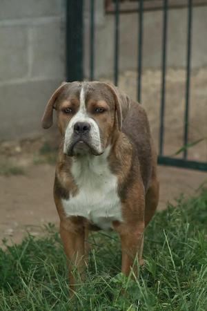 Vermittlungshilfe! Mastiff Bully Mix 
