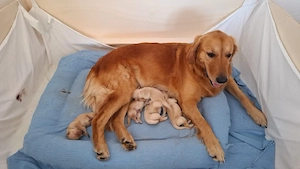 Golden Retriever Welpe (Neugeboren) sucht liebevolles Zuhause   