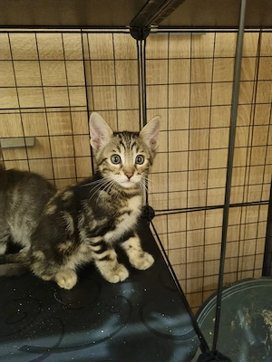 Bengal mit Heilige birma mix