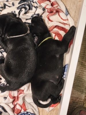 Labrador Rottweiler welpen
