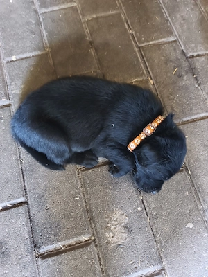 Labrador Rottweiler welpen