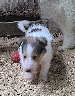 Auszugsbereit - Finley - ein wunderschöner weißer Collie Welpe Rüde mit Ahnentafel