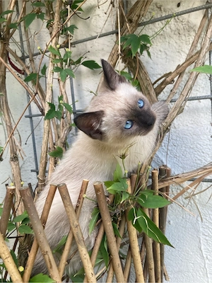 Verschmustes reinrassiges Siam - Kitten möchte neues erleben