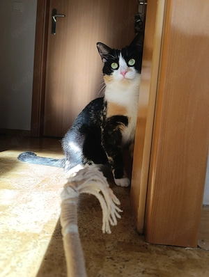 Liebevolle Katze Bella 