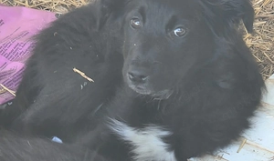 Border Collie Mix Welpe 4Mon Hündin bundesweit ausreisebereit 