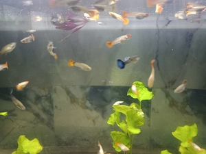 Bald Guppys verfügbar in 2 bis 3Monate 