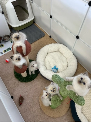   Wunderschöne Heilige Birma Kitten   