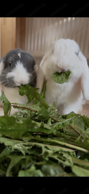 2 Widder Kaninchen männlich weiblich kastriert 