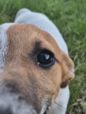 Momo sucht liebevolles zuhause 