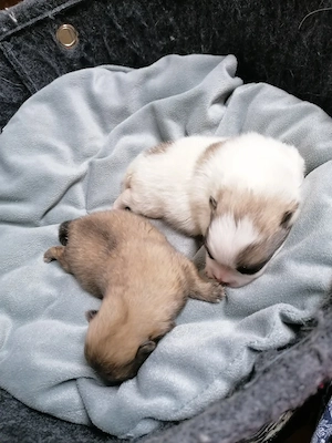 Pomeranian Zwergspitz 