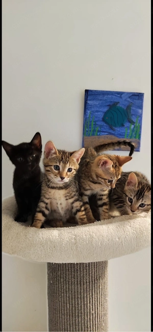 3 wunderschöne Bengal Kitten suchen ein liebevolles Zuhause
