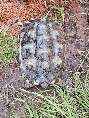Testudo marginata Gruppe Breitrandschildkröte 