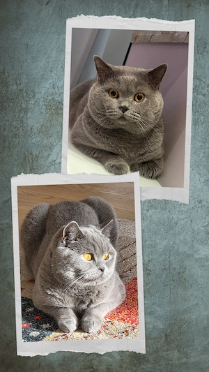 BKH Kitten ab Anfang Juli  abzugeben