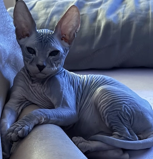 Don Sphynx Kitten 