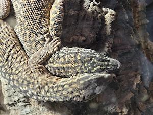 1.1.0 Varanus Acanthurus Stachelschwanzwaran 