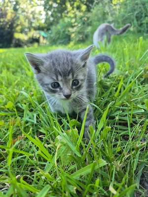 Katzenbabys 2 Kater und eine Katze