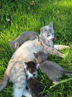 Katzenbabys 2 Kater und eine Katze