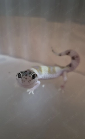 Weiblicher Leopardgecko 