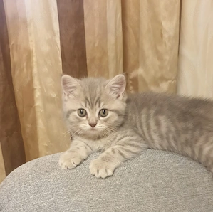 Drei süße Bkh Kitten