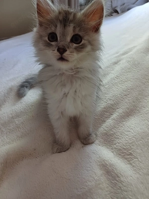 Wunderschöner Sibirischer Mix Kater in Hellsilber